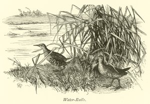 Wasserrallen von English School