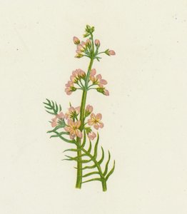Wasserveilchen, Hottonia Palustris von English School