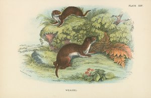 Wiesel