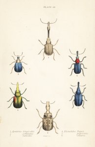 Rüsselkäfer: Attelabus longicollis 1, Attelabus gemmatus 2, Attelabus ruficollis 3, Byctiscus populi 4, Rhycnhites pubescens 5, und Rhynchites collaris 6