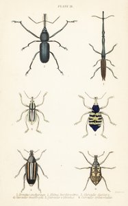 Rüsselkäfer: Brentus ancharago 1, Rhina barbirostris 2, Curculio cuviera 3, Eupholus geoffroyi 4, Larinus ursus 5 und Curculio sphacelatus 6