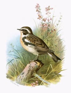 Braunkehlchen