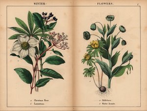 Weiße Christrose, weißer Lorbeer, grüner Nieswurz und gelber Winterling, aus 