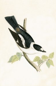 Weißhalsfliegenschnäpper, Illustration aus 
