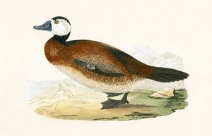 Weißkopfente, Illustration aus 