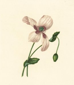 Weiße Mohnblume, Papaver Somniferum von English School