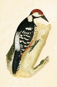 Weißrückenspecht, Illustration aus 