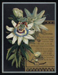 Weiße Passionsblume, Weihnachtsgrußkarte von English School