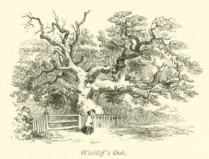 Wickliffs Eiche von English School