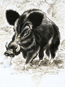 Wildschwein von English School