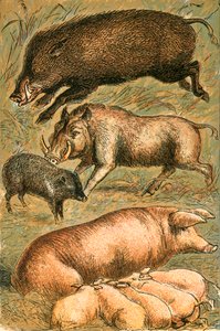 Wildschwein, Warzenschwein, Pekari, Sau und Ferkel von English School