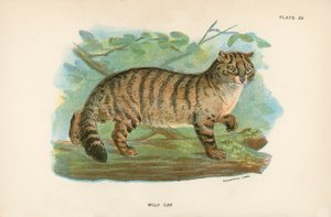 Wildkatze von English School