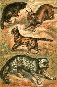 Wildkatze, Serval, Schneeleopard und Karakal von English School