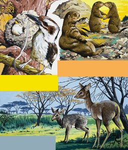Montage von Wildtieren von English School