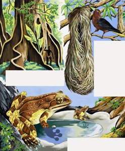 Montage von Wildtieren von English School