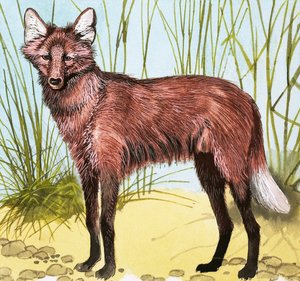 Wildhund von English School