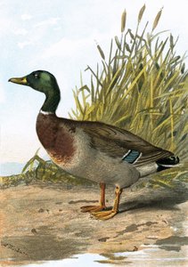 Wildente oder Stockente von English School