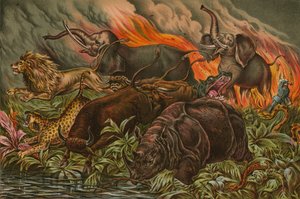 Wildtiere Afrikas fliehen vor dem Feuer