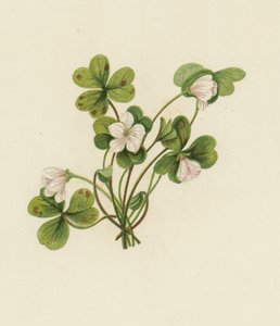Wald-Sauerklee, Oxalis Acetosella von English School