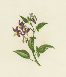 Bittersüßer Nachtschatten, Solanum Dulcamara von English School