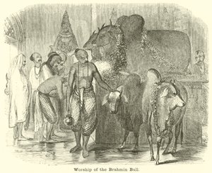 Verehrung des Brahmanenbullen von English School