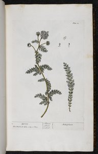 Schafgarbe, Tafel 18 aus 