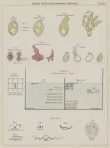 Hefepilz, Saccharomyces Cerevisiae von English School