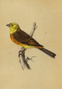 Goldammer