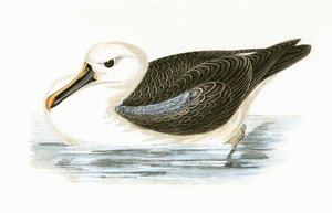 Gelbschnabelalbatros, Illustration aus 