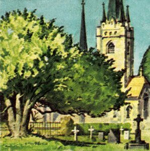Eibe auf einem Kirchhof von English School