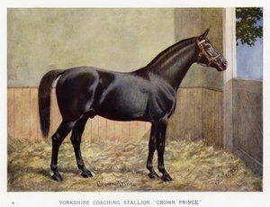 Yorkshire-Kutschhengst "Crown Prince" von English School