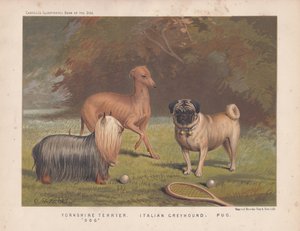 Yorkshire Terrier, Italienischer Windhund und Mops mit Tennisschläger und Bällen von English School