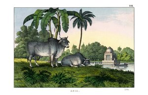 Zebu von English School