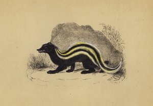Zorilla von English School