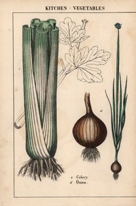 aus "The Instructive Picturebook, or Lessons from the Vegetable World," [Charlotte Mary Yonge], Edinburgh