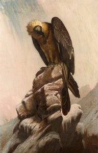 Adler auf Klippe