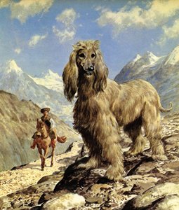 Afghanischer Windhund