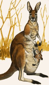 Känguru