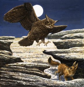 Der Fennek-Fuchs und der Uhu