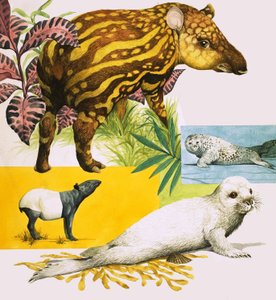 Der Malaiische Tapir und der Atlantische Graue Seehund