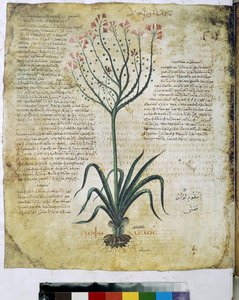 Dioscorides Herbarium