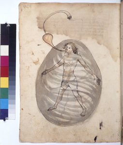 Ganzseitig: Taucher, um 1430 (farbige Federzeichnung)