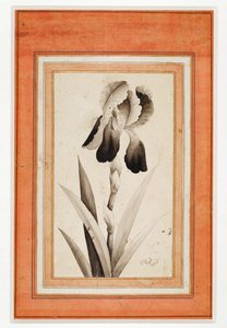 Iris, Ende des 18. Jahrhunderts von Erich Lessing