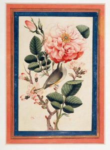 Rose und Nachtigall
