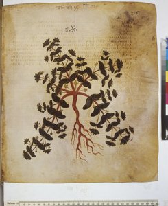 Pflanzenstudie und Inschrift