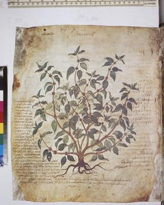Pflanzenstudie und Text