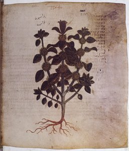 Marrubium vulgare