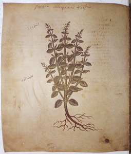Teucrium scordium