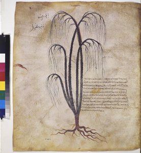 Pflanzenstudie mit Inschrift