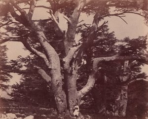 Mt. Liban. Stamm einer der Zedern Salomons, 1850-53 von Ernest Benecke